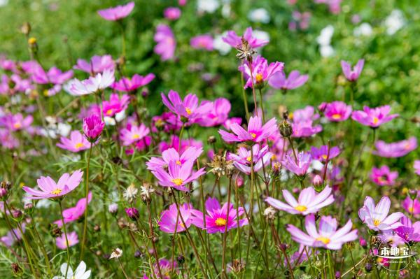 美丽乡村百花节