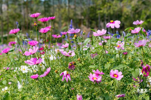 美丽乡村百花节