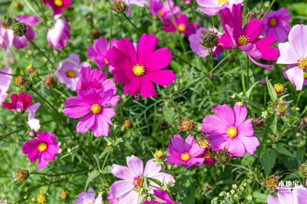 美丽乡村百花节