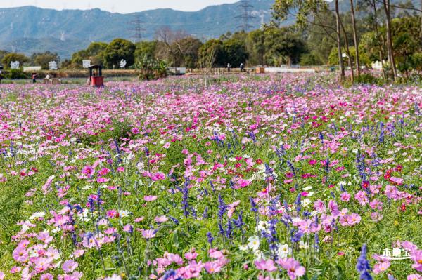 美丽乡村百花节