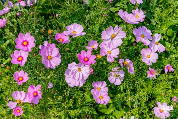 美丽乡村百花节