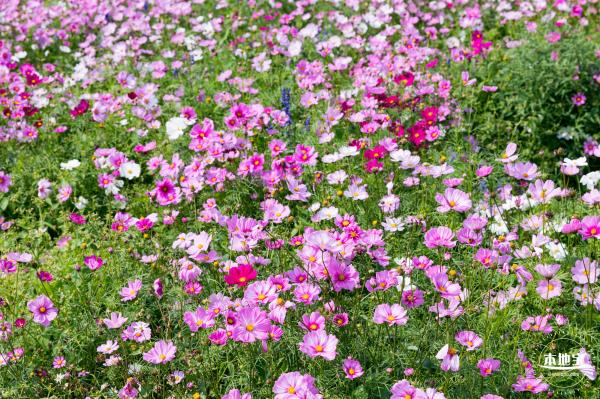 美丽乡村百花节