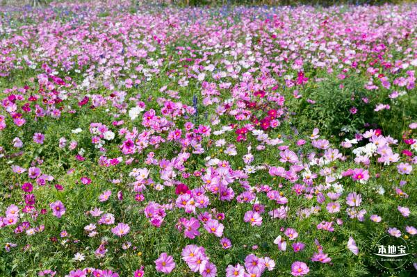美丽乡村百花节