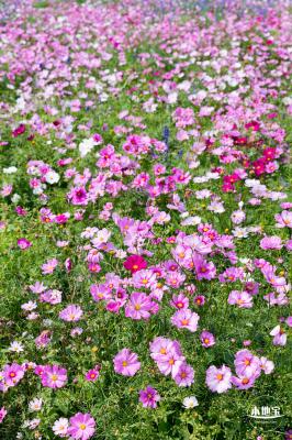 美丽乡村百花节