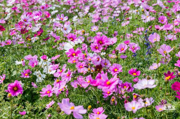 美丽乡村百花节