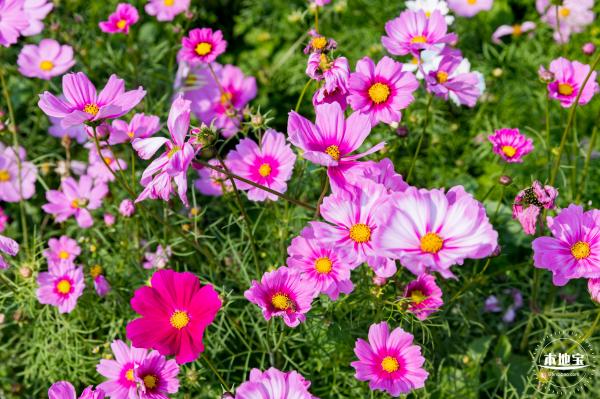 美丽乡村百花节