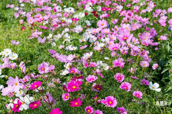 美丽乡村百花节
