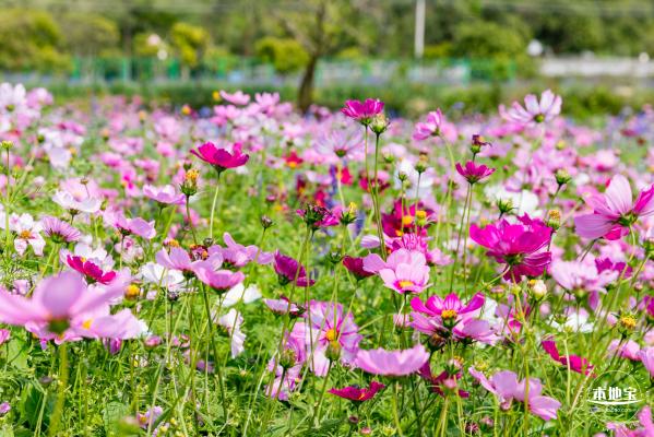 美丽乡村百花节