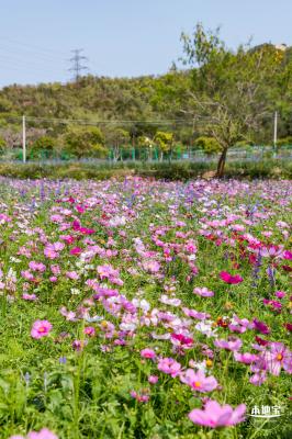 美丽乡村百花节