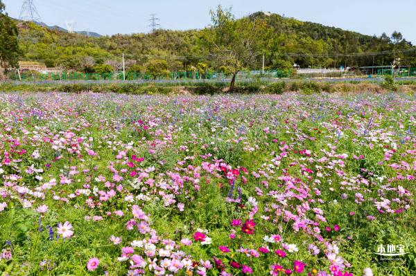 美丽乡村百花节