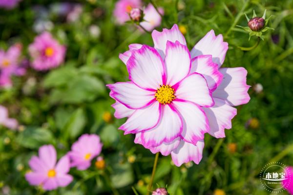美丽乡村百花节