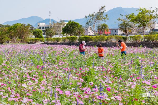 美丽乡村百花节
