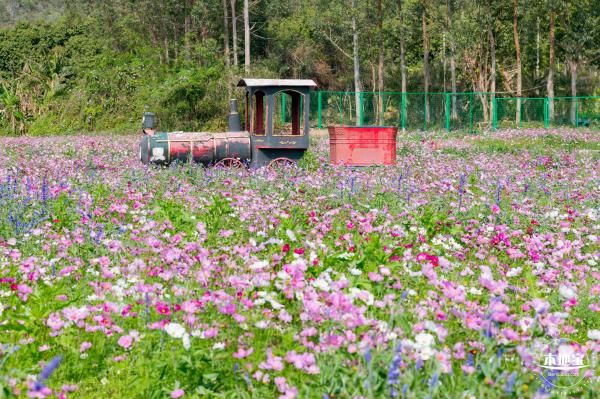 美丽乡村百花节