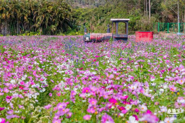 美丽乡村百花节