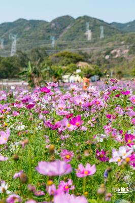 美丽乡村百花节
