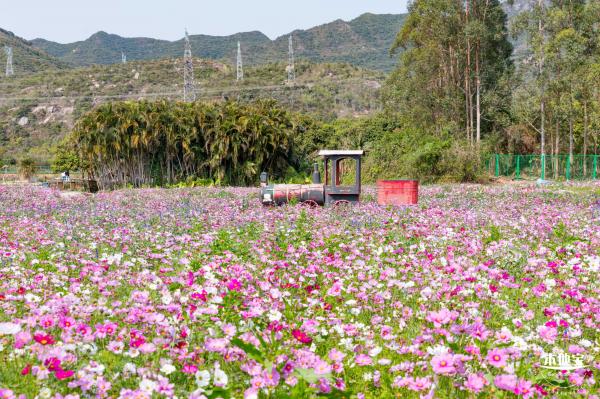 美丽乡村百花节