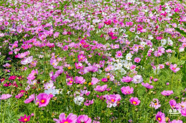 美丽乡村百花节