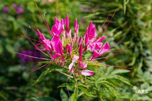 美丽乡村百花节