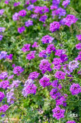 美丽乡村百花节