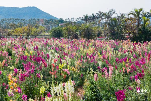 美丽乡村百花节