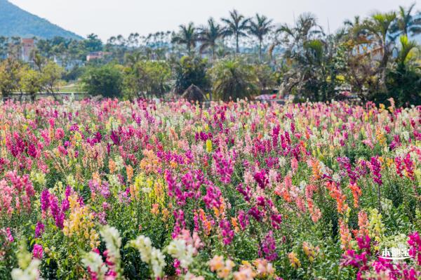 美丽乡村百花节
