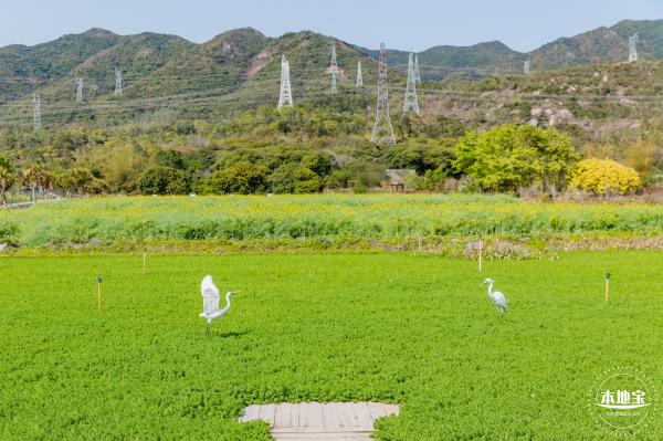 美丽乡村百花节