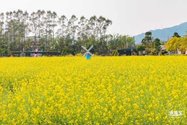 美丽乡村百花节