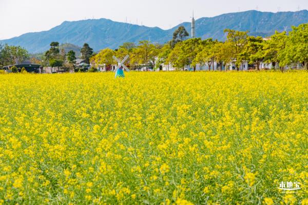 美丽乡村百花节