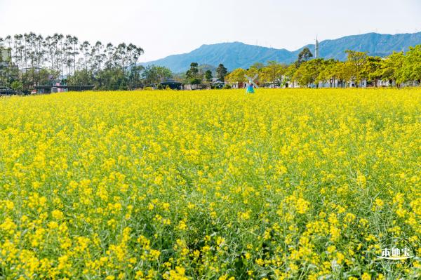 美丽乡村百花节