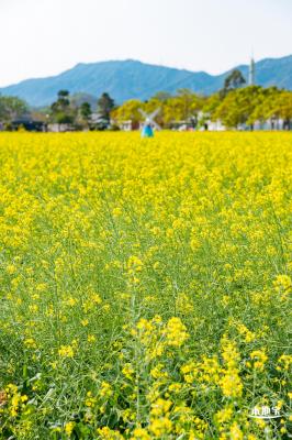 美丽乡村百花节