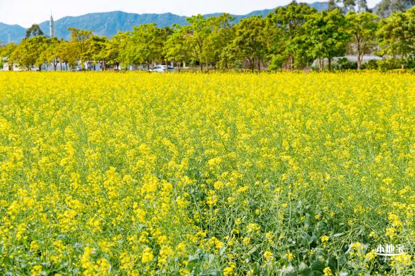 美丽乡村百花节