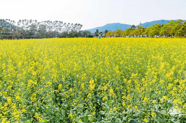 美丽乡村百花节