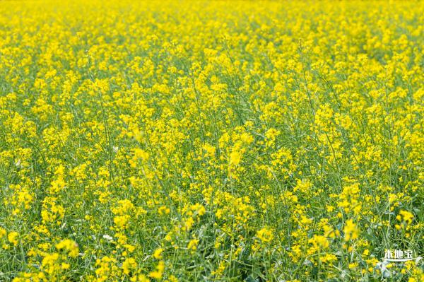 美丽乡村百花节
