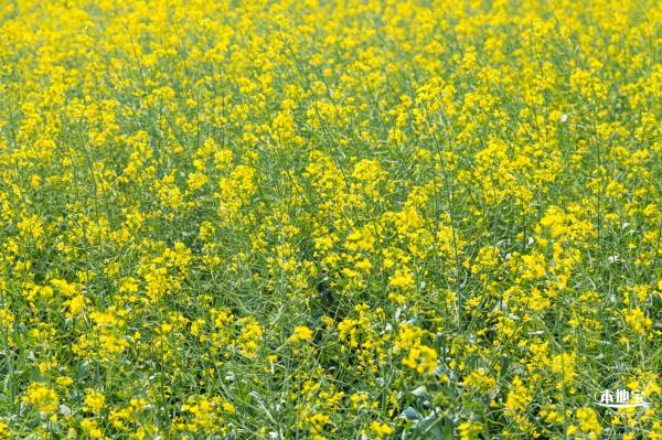 美丽乡村百花节
