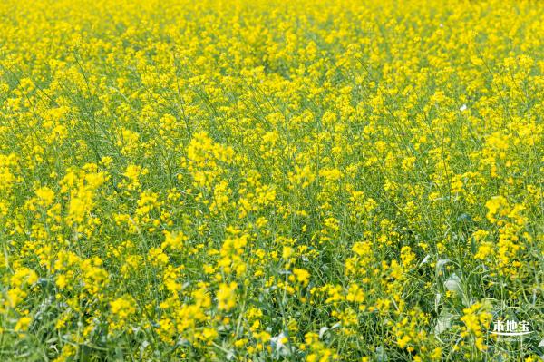 美丽乡村百花节