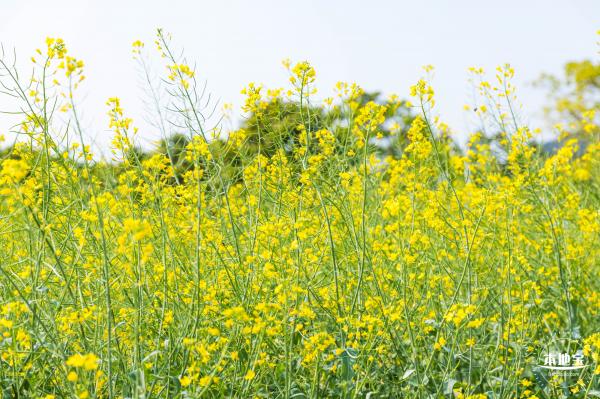 美丽乡村百花节