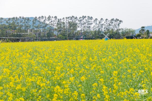 美丽乡村百花节