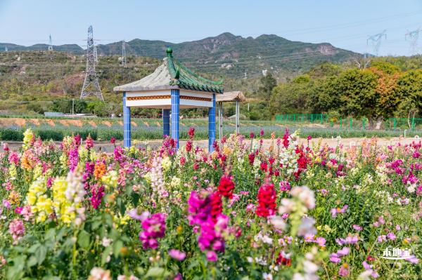 美丽乡村百花节
