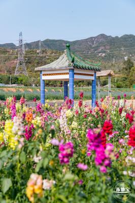 美丽乡村百花节