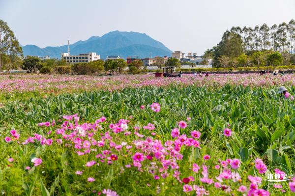 美丽乡村百花节