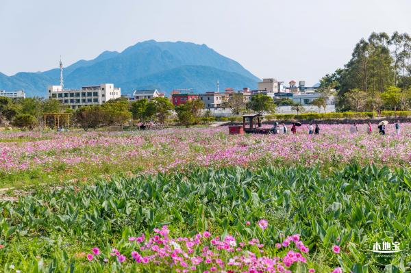 美丽乡村百花节