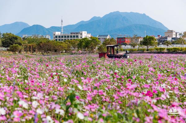 美丽乡村百花节
