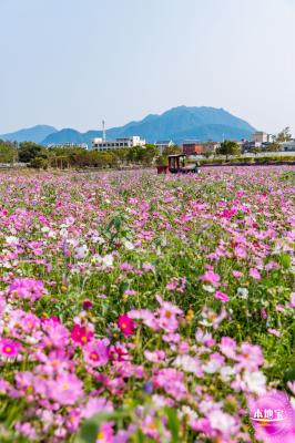 美丽乡村百花节