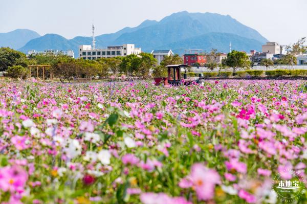 美丽乡村百花节