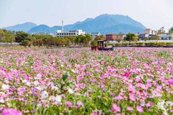 美丽乡村百花节