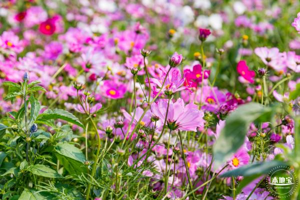 美丽乡村百花节