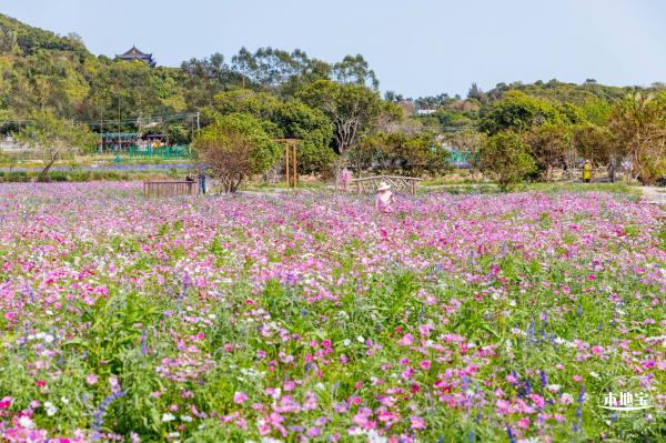 美丽乡村百花节