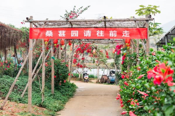 桑葚园