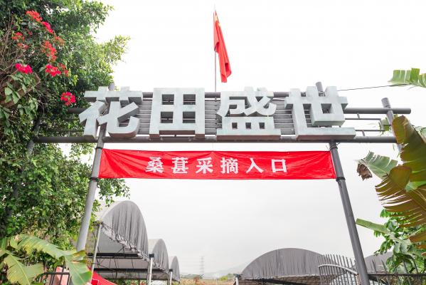 桑葚园
