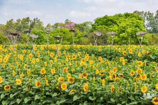 观澜版画村油菜花/向日葵